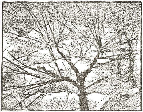 Let us consider
the habits of the Pine Caterpillar