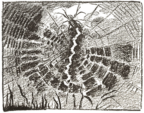 [They] sign their
work by laying a broad white ribbon in a thick zigzag
from the center to the lower edge of the web