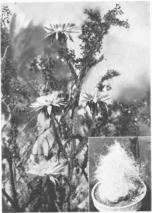 NIGHT BLOOMING CEREUS; GODDESS OF THE NIGHT; LA REINA DE NOCHE; THE QUEEN OF NIGHT (Cereus Greggii)