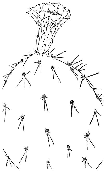 ENGELMANN&rsquo;S PRICKLY PEAR (Opuntia Engelmannii)