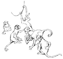 long-tailed
monkeys with black caps