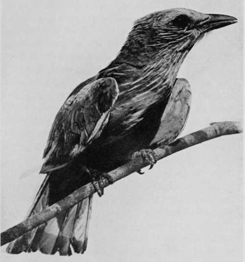 THE INDIAN ROLLER, OR &ldquo;BLUE JAY.&rdquo; (CORACIAS INDICA)