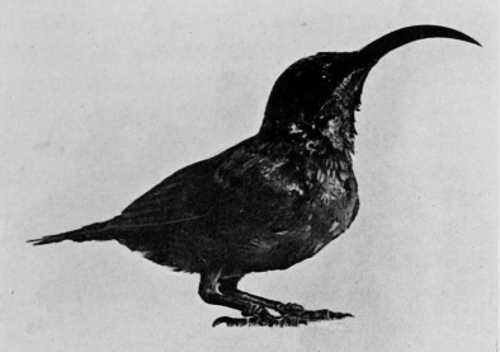 LOTEN&rsquo;S SUNBIRD. (ARACHNECHTHRA LOTENIA)