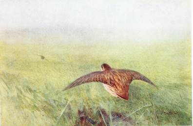 QUAIL

Flying over growing corn.