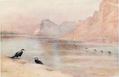 CORMORANTS

On the Nile at Gebel Aboofayda.