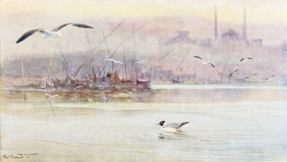 LESSER BLACK-BACKED GULL AND BLACK-HEADED GULL

On the river at Cairo.