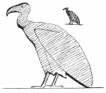 Fig. 1.
GYPS FULVUS&mdash;GRIFFON VULTURE.
From a monument of Nectanebo in the Louvre.