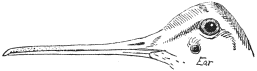 Fig. 7.

Head of Woodcock, to show the position of the Ear.