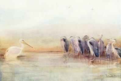 HERONS

At dawn on the Nile.