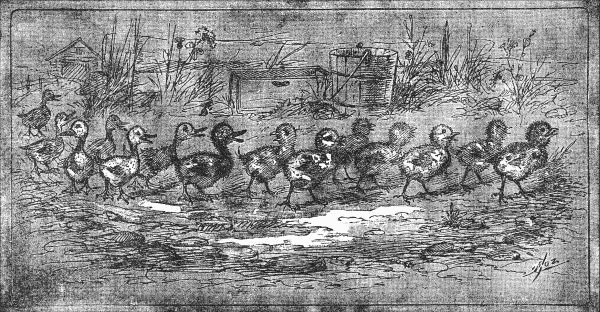 WHAT A QUEER LOOKING CHAP ONE OF THE DUCKLINGS IS TO BE
SURE!