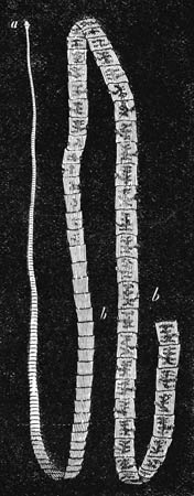 Illustration: T�nia solium