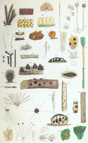 Plate VIII.

W Bagg sculp

London: John Van Voorst.