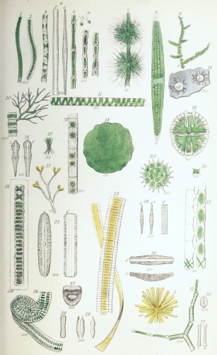 Plate V.

W Bagg sculp

London: John Van Voorst.