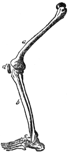 BONES OF THE LEG

a, thigh; b, shin; c, foot; d, knee cap (From Martin’s “Human
Body”)