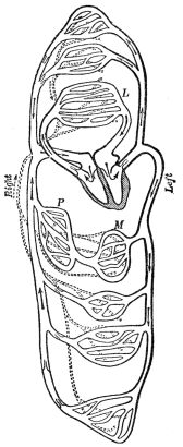 THE HEART AND BLOOD VESSELS DIAGRAMMATICALLY REPRESENTED

L, lung; M, intestine; P, liver; dotted lines lymphatics.
(Martin’s “Human Body”)