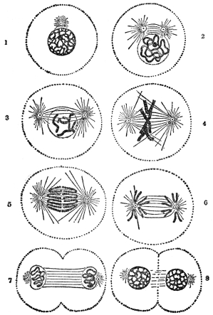 DIAGRAM ILLUSTRATING DIVISION CHANGES IN A CELL NUCLEUS
WITH FOUR CHROMOSOMES

(From Martin’s “Human Body”)