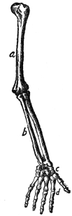 THE BONES OF THE ARM

a, upper arm; b, forearm; c, wrist; d, hand

(From Martin’s “Human Body”)