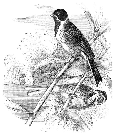 Cynchramus Sch&oelig;niclus