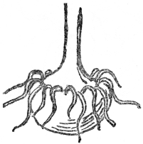 Fig. 7.&mdash;CORM OF JACK-IN-THE PULPIT

(After Gray)

Really an underground stem.