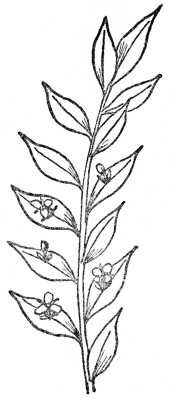 FIG. 11.&mdash;BUTCHER’S-BROOM

(Ruscus aculeatus)

Note leaflike stems with flowers arising from the center.