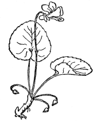 FIG. 69&mdash;THE VIOLET

Note the showy, often partly infertile upper flowers and the much
smaller cleistogamous ones at the base, which never open and yet produce
a good crop of seeds.
