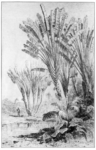 A Giant Herb of the Banana Family, Musaceæ. It is the
travelers’ tree (Ravenala Madagascariensis), the sheathing leafstalks
of which hold considerable quantities of water&mdash;hence the name. Grown
throughout the tropical world. (Courtesy of Brooklyn Botanic Garden.)