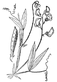 FIG. 72.&mdash;THE EVERLASTING OR PERENNIAL PEA

A member of the Papilionaceæ or pea family which rely almost entirely on
bees for fertilization.