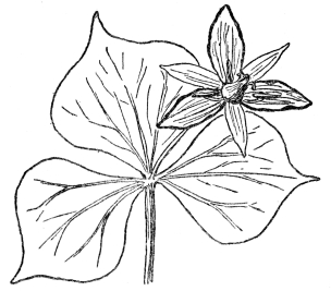 FIG. 88.&mdash;SHOWY WAKE-ROBIN

(Trillium grandiflorum)

A plant of the lily family (Liliaceæ). Note the tendency to net-veined
leaves in a monocotyledonous plant. Such instances are common in nature
and net-veined leaves are found in certain species of smilax and most of
the plants of the Arum family, containing the jack-in-the-pulpit, both
monocotyledons.