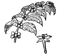 FIG. 100.&mdash;COFFEE

(Coffea arabica)

The coffee beans are contained in a red berry.