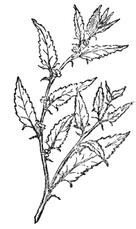FIG. 101.&mdash;THE JUTE PLANT

The fiber is mostly derived from Corchorus capsularis and from
Corchorus olitorius.