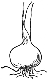 FIG. 9.&mdash;BULB OF THE ONION

Showing root and leaf growth.