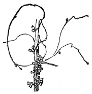 FIG. 68.&mdash;THE DODDER

A leafless parasitic vine which steals its food from the plants to which
it is attached.