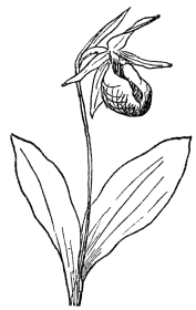 FIG. 73.&mdash;PINK LADY’S SLIPPER

(Cypripedium acaule)

A native orchid in northeastern North America.