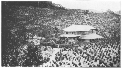 A TEA ESTATE IN CEYLON

(Courtesy of Brooklyn Botanic Garden.)