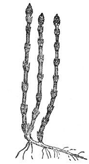 FIG. 108.&mdash;HORSETAIL

(Equisetum hyemale)

A modern horsetail or scouring rush, common in the north temperate zone.
Ancestors of these formed huge forests at the time that coal was being
formed.