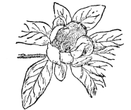 FIG. 110.&mdash;COMMON LAUREL MAGNOLIA

(Magnolia virginiana)

The fossil record tells us that probably the first flowering plant was
some ancestor of magnolia.