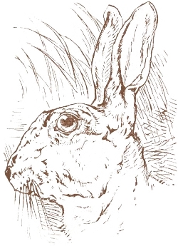 Portrait of the Lost Hare