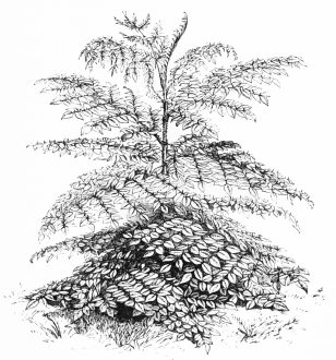 Image not available: ARALIA CANESCENS.

Deciduous fine-leaved Shrub; hardy everywhere.