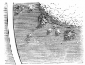 Image not available: Portion of plan showing Yuccas, Pampas grass, Tritomas,
Retinospora, Acanthus latifolius, Arundo Donax variegata, etc.,
irregularly isolated on the grass.