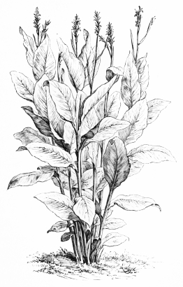 Image not available: CANNA.

The most important and generally useful of tender plants for our
climate. Many kinds are hardy if protected in winter.