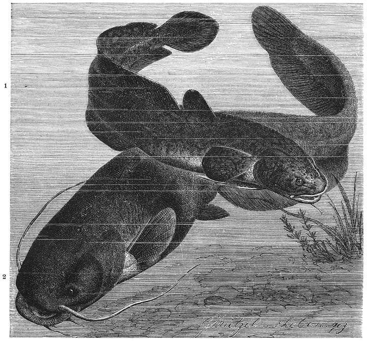 1) Kwabaal (Lota vulgaris). 2) Onvolwassen Meerval (Silurus glanis). &frac14; v. d. ware grootte.