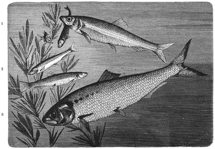 1) Fint (Clupea finta). ⅕ v. d. ware grootte.&mdash;2) Sprot (Clupea sprattus).&mdash;3) Haring (Clupea harengus). ⅓ v. d. ware grootte.