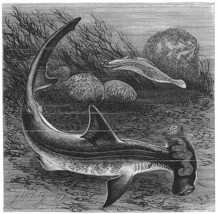 Hamerhaai (Zygaena malleus). ​1&frasl;10​ v. d. ware grootte.