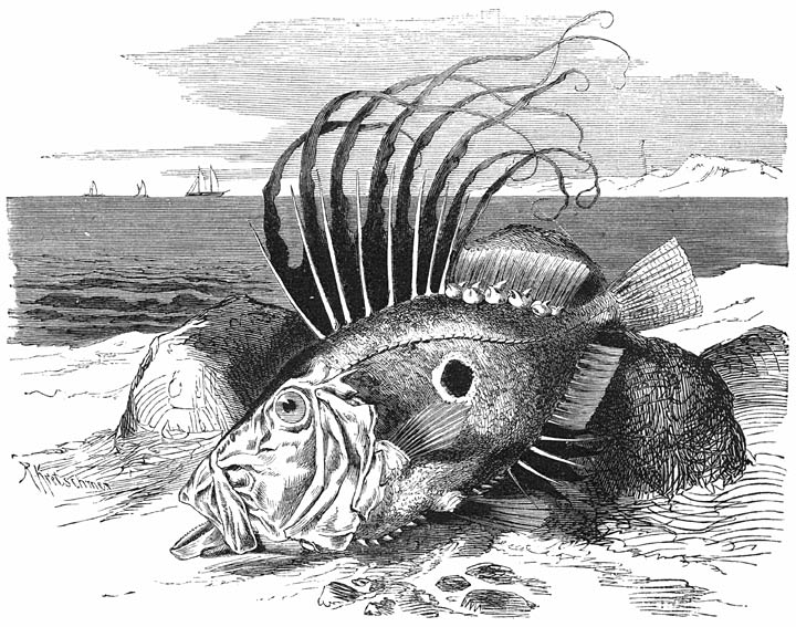 Zonnevisch (Zeus faber). ​1&frasl;10​ v. d. ware grootte.