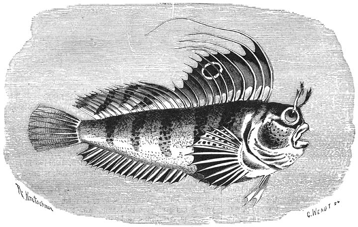 Zeevlinder (Blennius ocellaris). &frac34; v. d. ware grootte.