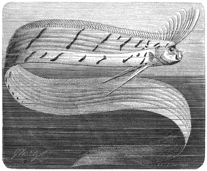 Riemvisch (Regalecus Banksii). ​1&frasl;12​ v. d. ware grootte.