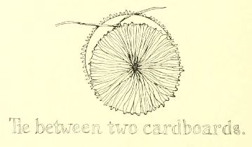 Tie between two cardboards.