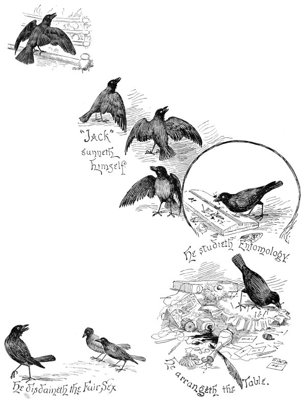 “Jack”
sunneth himself. He studieth Entomology. He disdaineth the Fair Sex. He arrangeth the Table.