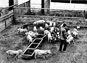 Laufraum f�r junge Schweine