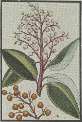 Pacific Madro&ntilde;a